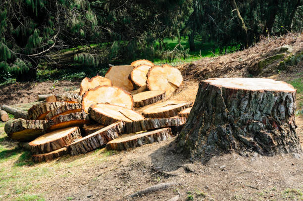 Reliable Worthington, MN Tree Care Solutions